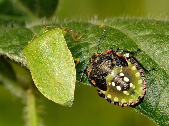 Insectos y enfermedades en soja: qué tener en cuenta para esta campaña
