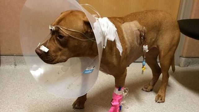 Así quedó un perro por meterse con un puercoespín