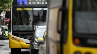 Los colectivos de Santa Fe permitirán llevar perros y gatos, pero con ciertos requisitos.