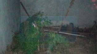 Encontraron un vivero con 800 gajos con cogollos de marihuana