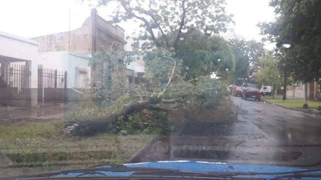 Por el temporal calles y casas anegadas, árboles caídos y familias afectadas