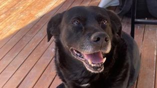 Condenaron al dueño del pitbull que mató al perro comunitario de la UNL