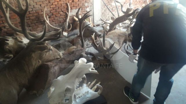 Secuestran 450 animales disecados y congelados en Santa Fe