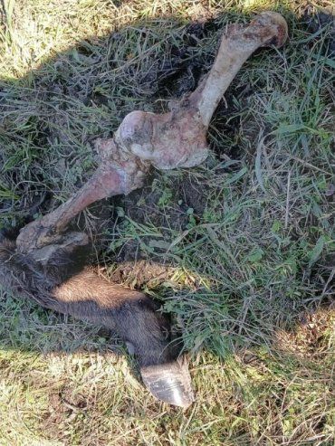 Reiterados hechos de robo y faena clandestina de animales en cercanías de Bovril