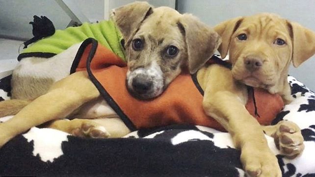 La transformación del perro que fue bañado en pegamento