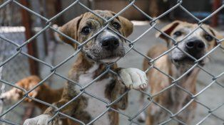 Santa Fe endurece penas por maltrato animal y regula su traslado en vehículos