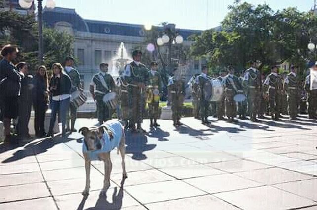 En memoria de Cica, el perrito peregrino que se aquerenció en peatonal San Martín