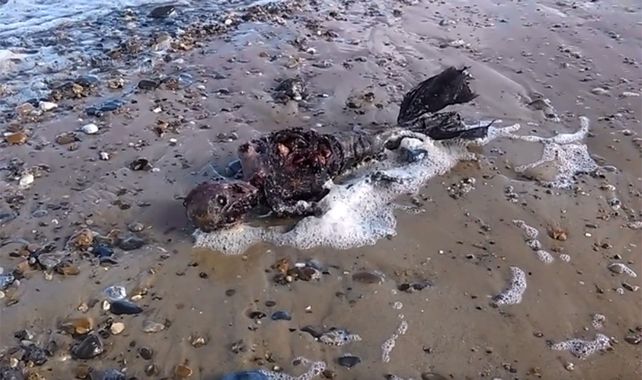 Aseguran haber filmado el cadáver de una sirena en la playa