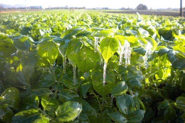 Por el frío, anticipan escasez y aumento en el precio de las verduras