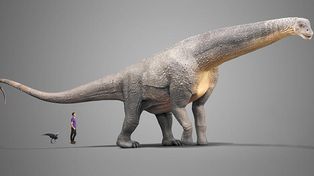 El titanosaurio argentino llega al Museo de Historia de Nueva York