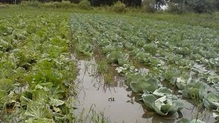 La situación del sector hortícola es complicada en la ciudad