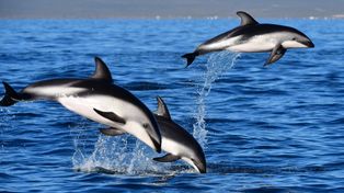 Los delfines, las estrellas en Puerto Madryn: las mejores fotos de un espectáculo único