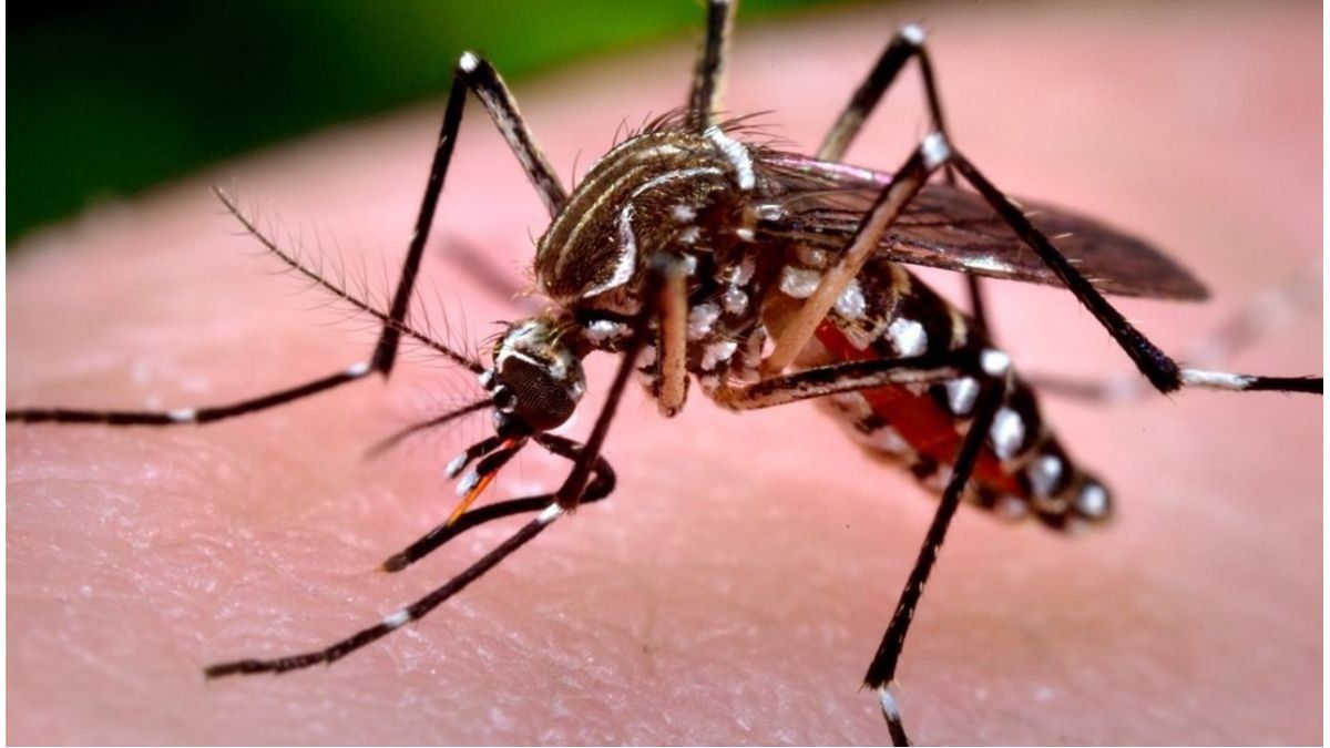 Chikungunya: notificaron 258 nuevos casos