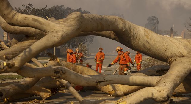 Los equipos de bomberos comienzan a limpiar un árbol derribado después del incendio Palisades en el vecindario Pacific Palisades de Los Ángeles. 