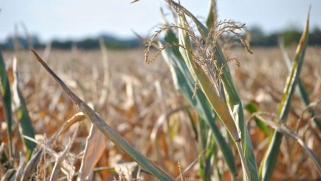 Los productores en emergencia agropecuaria por sequía ya pueden tramitar su certificado