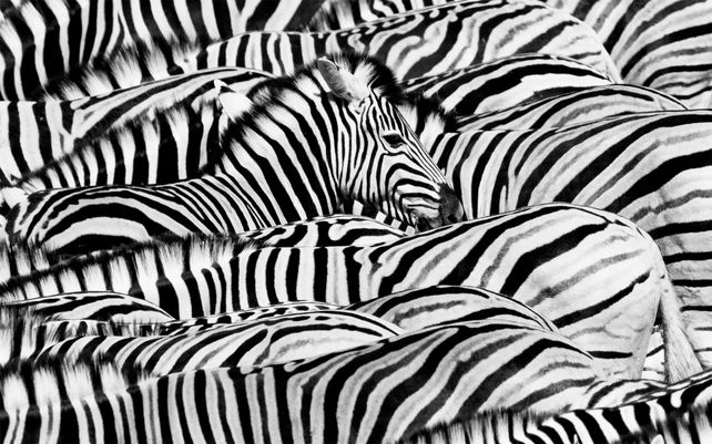 La vida en blanco y negro. Photo by Lucas Bustamante, Ecuador