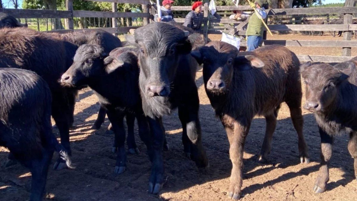 Como en China: la carne de búfalo santafesina pide pista para ahorrar hasta un 20%