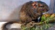 Conicet: hallan rata vizcacha de Traslasierra, deconocida en el mundo