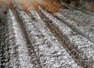 El granizo caído en el norte afectará la producción de dos a tres años, dijo el Gobierno