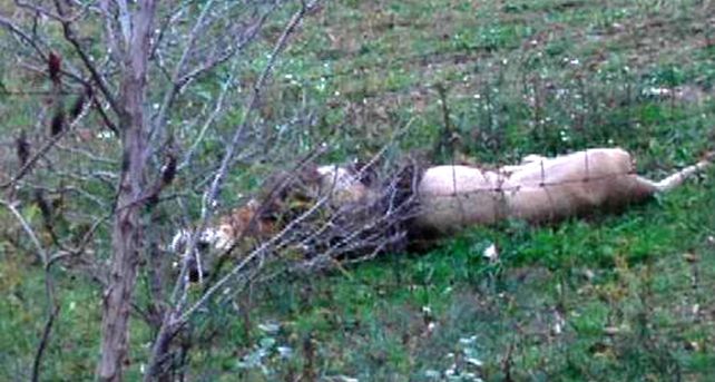 Due&ntilde;o de un zoo privado liber&oacute; leones, osos y tigres antes de suicidarse