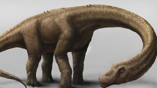 Mostraron restos de un colosal dinosaurio hallado en Santa Cruz