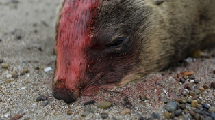 Un lobo marino muerto e infectado en la playa de Viedma.&nbsp;