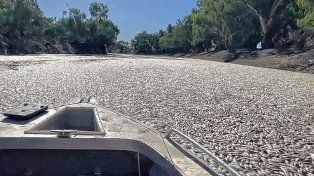 Videos publicados en redes sociales muestran embarcaciones abriéndose paso en un mar de peces muertos que cubren casi por completo la superficie fluvial