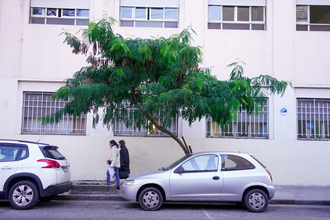Pese a ser una especie invasora