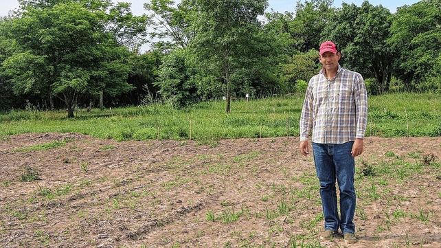Desarrollan pasturas nativas más persistentes y nutritivas para mejorar la carne bovina