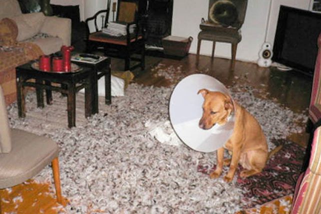Las 10 cosas favoritas que a los perritos les gusta mucho destruir