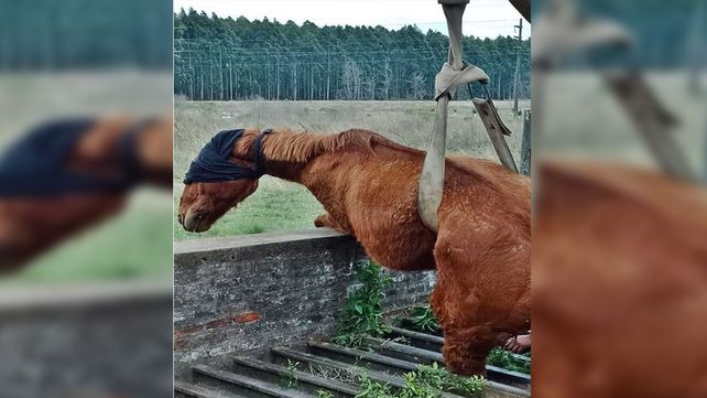 Equino rescatado entre los hierros en Concordia