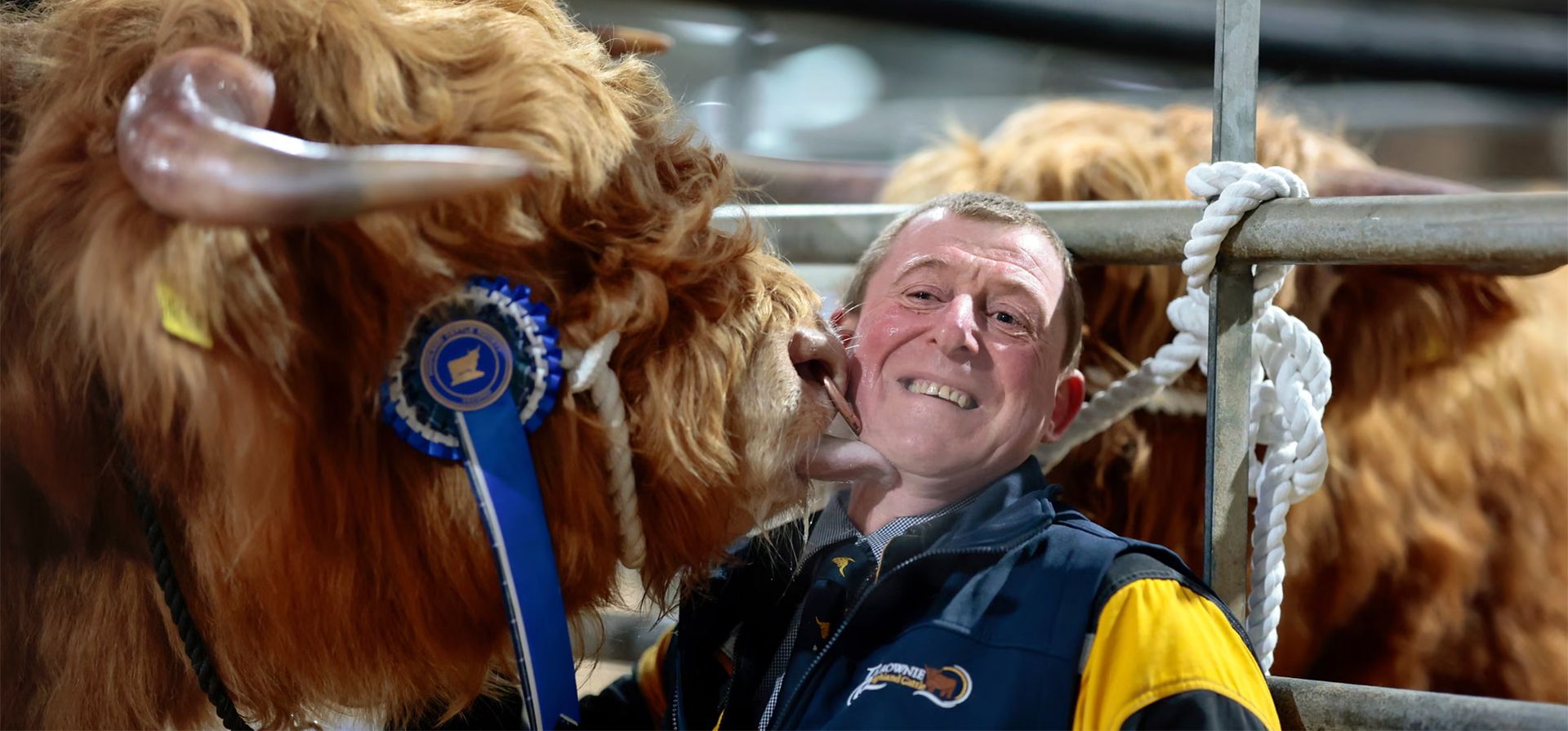 Mike Taylor, de Balrownie Farms, es lamido por un toro mientras se prepara al ganado de las Highlands para la 135.ª venta anual de primavera de la ciudad, Oban, Escocia. Fotografía: Jeff J Mitchell/Getty Images Mike Taylor, de Balrownie Farms, es lamido por un toro mientras se prepara al ganado de las Highlands para la 135.ª venta anual de primavera de la ciudad, Oban, Escocia. Fotografía: Jeff J Mitchell/Getty Images