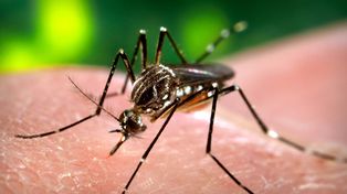 Brasil empieza a producir un mosquito contra el dengue