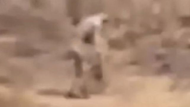 Polémica por la supuesta filmación de una extraña criatura