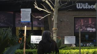 Después de muchos años, volvieron a plantar plátanos en las plazas de Rosario.
