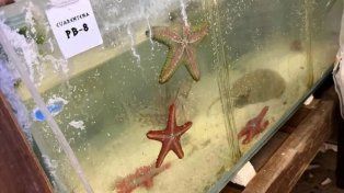 Incautaron en Ezeiza más de 700 animales marinos traficados desde Kenia