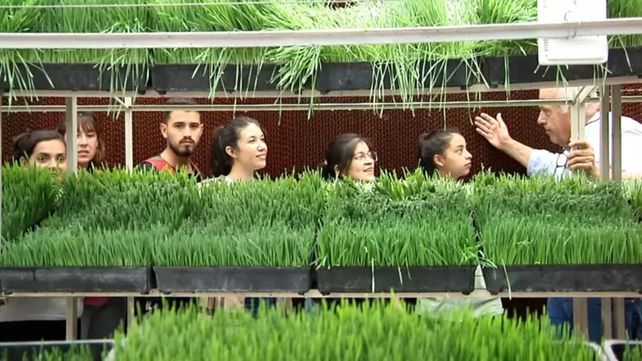 La cooperativa de trabajo Churqui Cañada produce forraje verde hidropónico para alimentación animal.