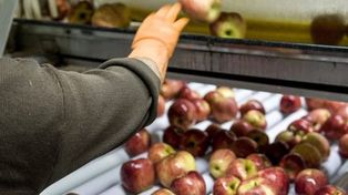 Brasil suspendió el ingreso de peras y manzanas argentinas