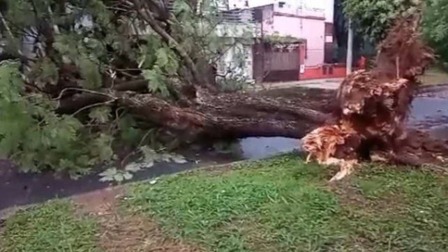 Temporal causó estragos en Paraná: árboles caídos, cortes de luz y daños en casas