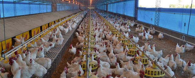 Durante el año pasado el complejo aviar exportó un total de 254.189 toneladas por u$s 417 millones.