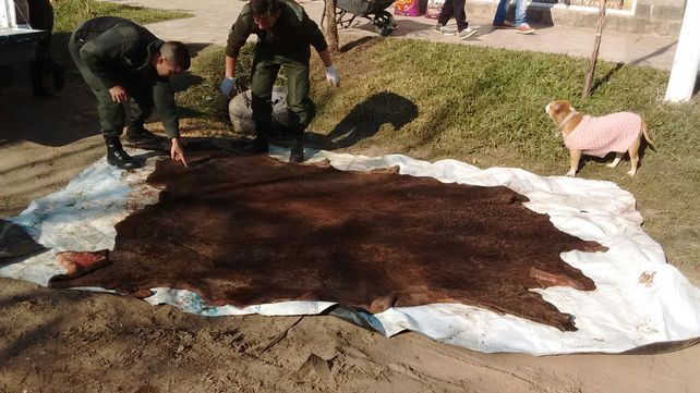 Realizaron procedimientos contra la caza furtiva y robo de animales