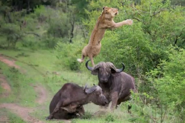 Búfalo salva a su compañero de ser devorado por leones