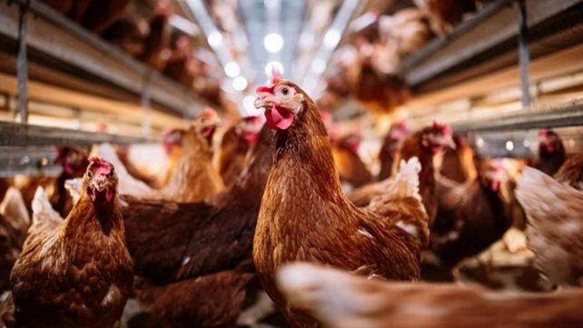 Prohibieron la venta de aves vivas en todo el país para evitar la propagación de la gripe aviar