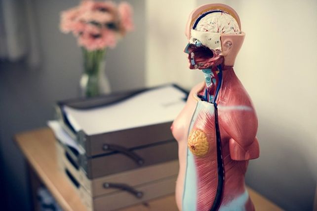Por qué aprender sobre el cuerpo humano se ha convertido en un pasatiempo moderno