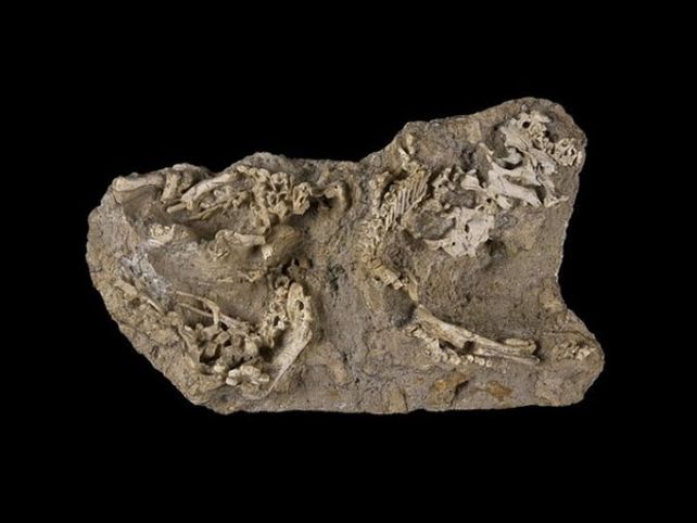 Hallaron el primer nido con crías de dinosaurio