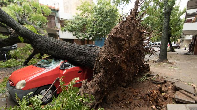 En la imagen un árbol caído sobre dos automóviles en Lavalleja y Lerma.