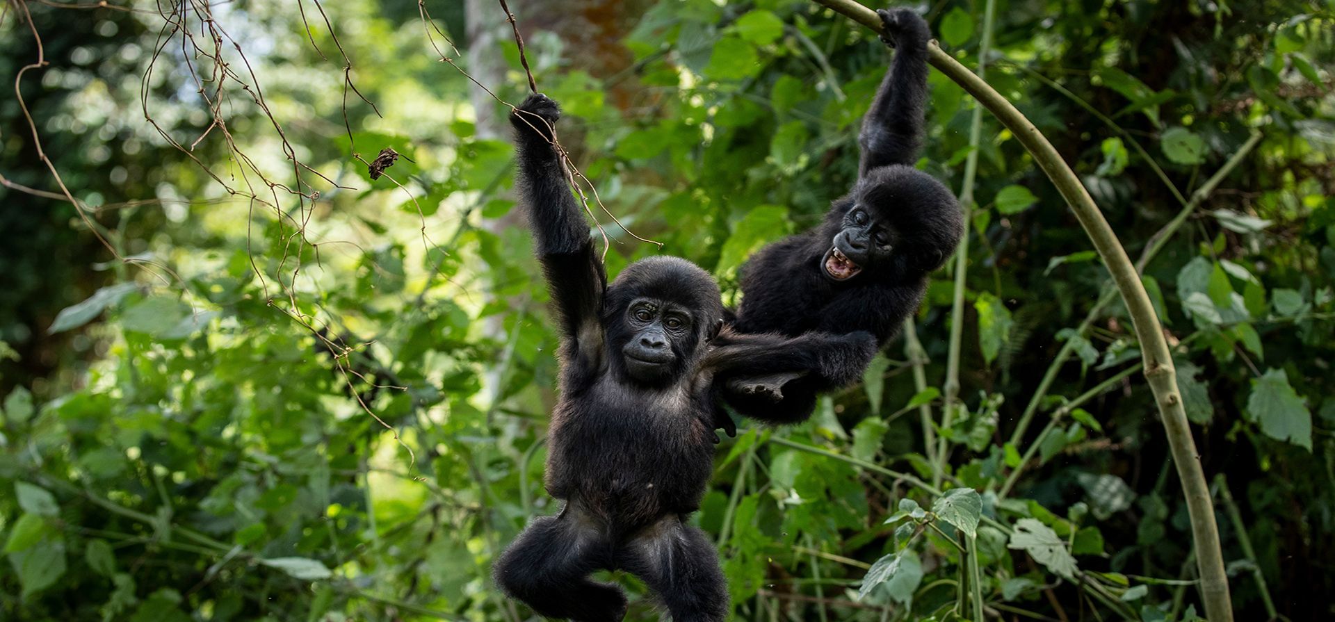 Dos bebés gorilas juegan en el Parque Nacional Bwindi en Uganda. (AP foto) Dos bebés gorilas juegan en el Parque Nacional Bwindi en Uganda. (AP foto)