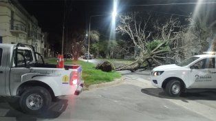 Por los vientos fuertes, un árbol cayó sobre la cinta asfáltica en calle Nogoyá de Paraná y quedó tendido de cordón a cordón, impidiendo el paso vehicular