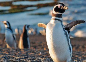 Punta Tombo inauguró la temporada de pingüinos con nuevos senderos y espacios renovados