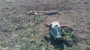 Cayó preso un cuatrero en una canoa donde llevada faenado dos novillos robados